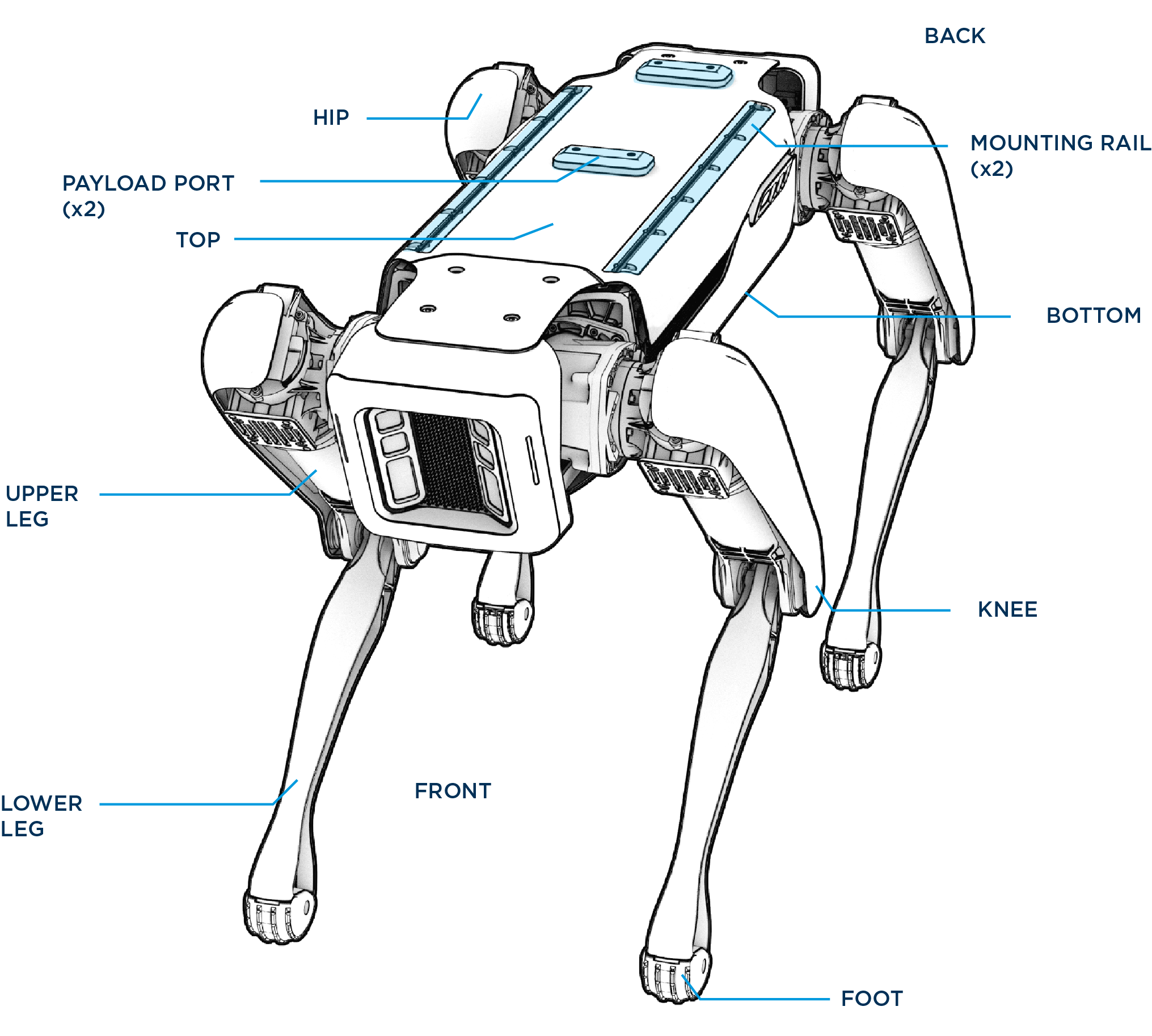 Spot anatomy